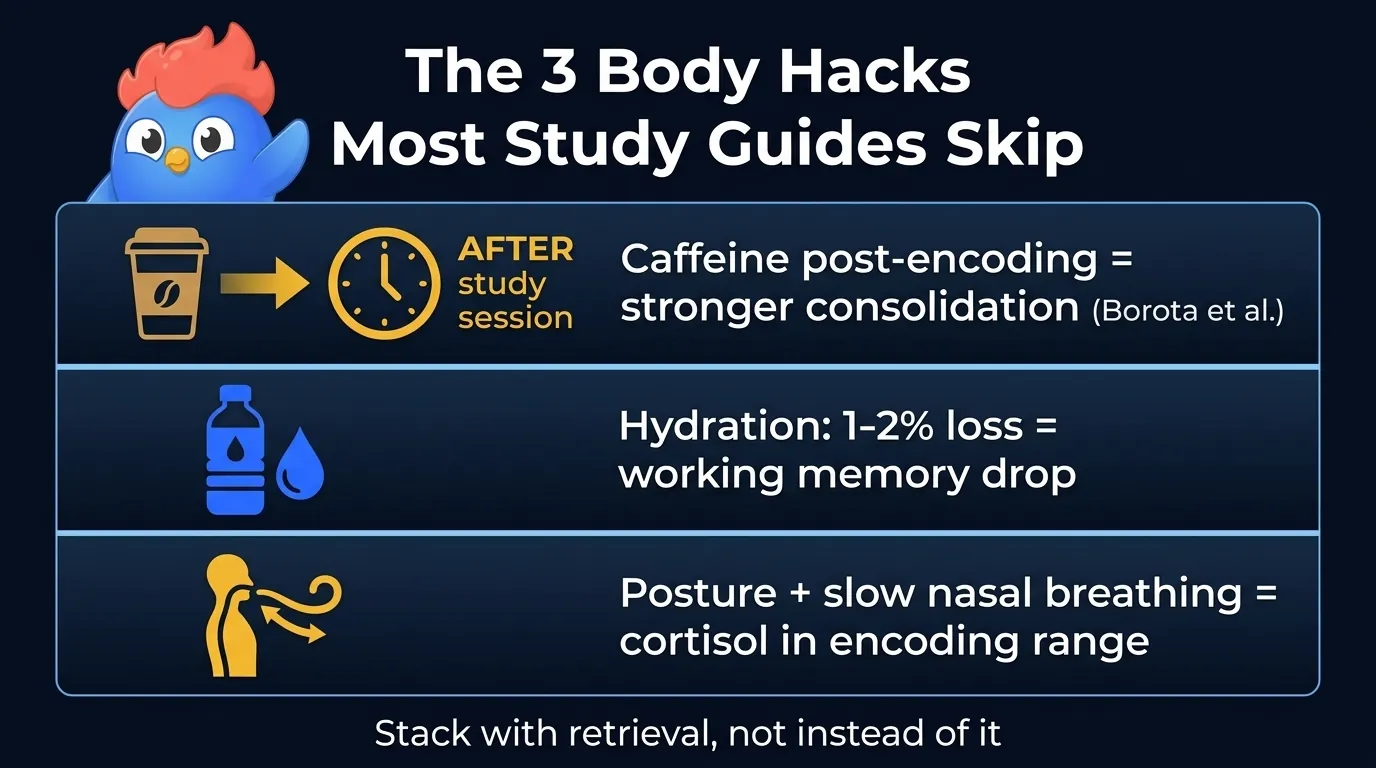 Three icons stacked vertically: a coffee cup with an after-study clock, a water bottle, an upright torso with a breathing arrow, each with a brain-impact percentage badge