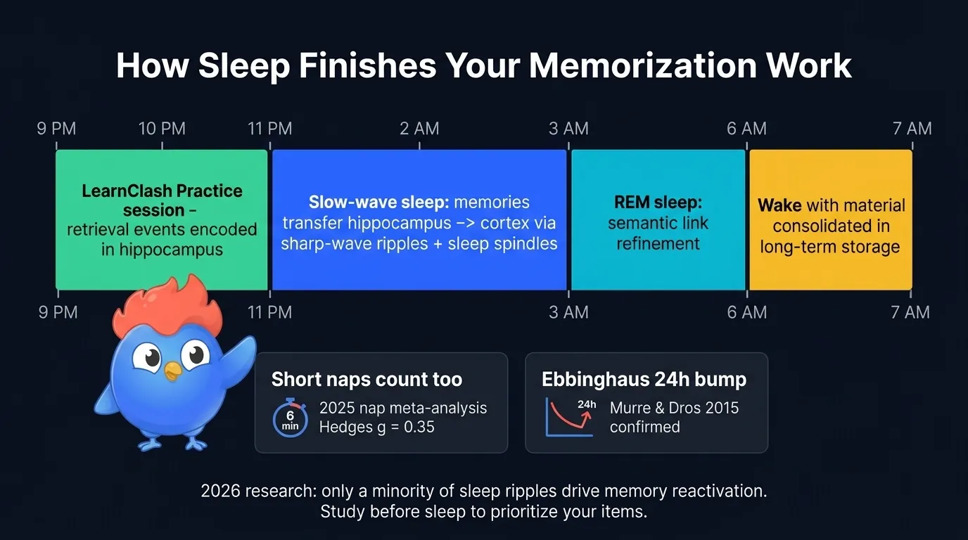 Sleep consolidation timeline: LearnClash practice before bed gives slow-wave sleep material to replay and consolidate overnight