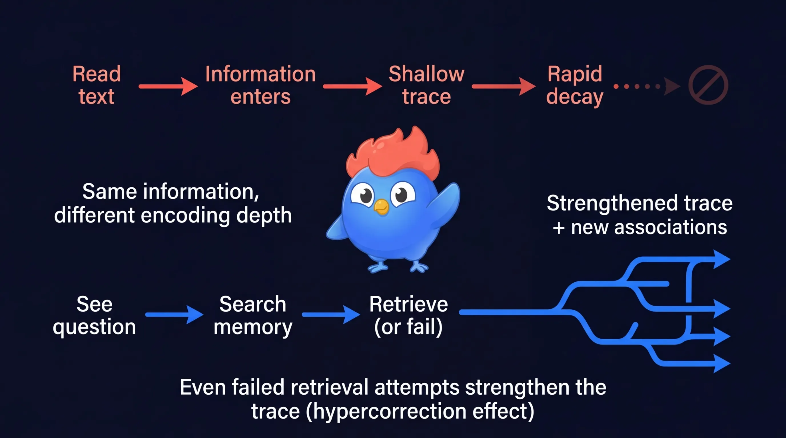 Diagram showing how retrieval strengthens memory: question prompt triggers memory search, activating and reinforcing neural pathways, while passive rereading only triggers surface recognition